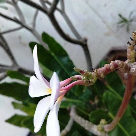 钦奈Pebbles公寓 外观 照片