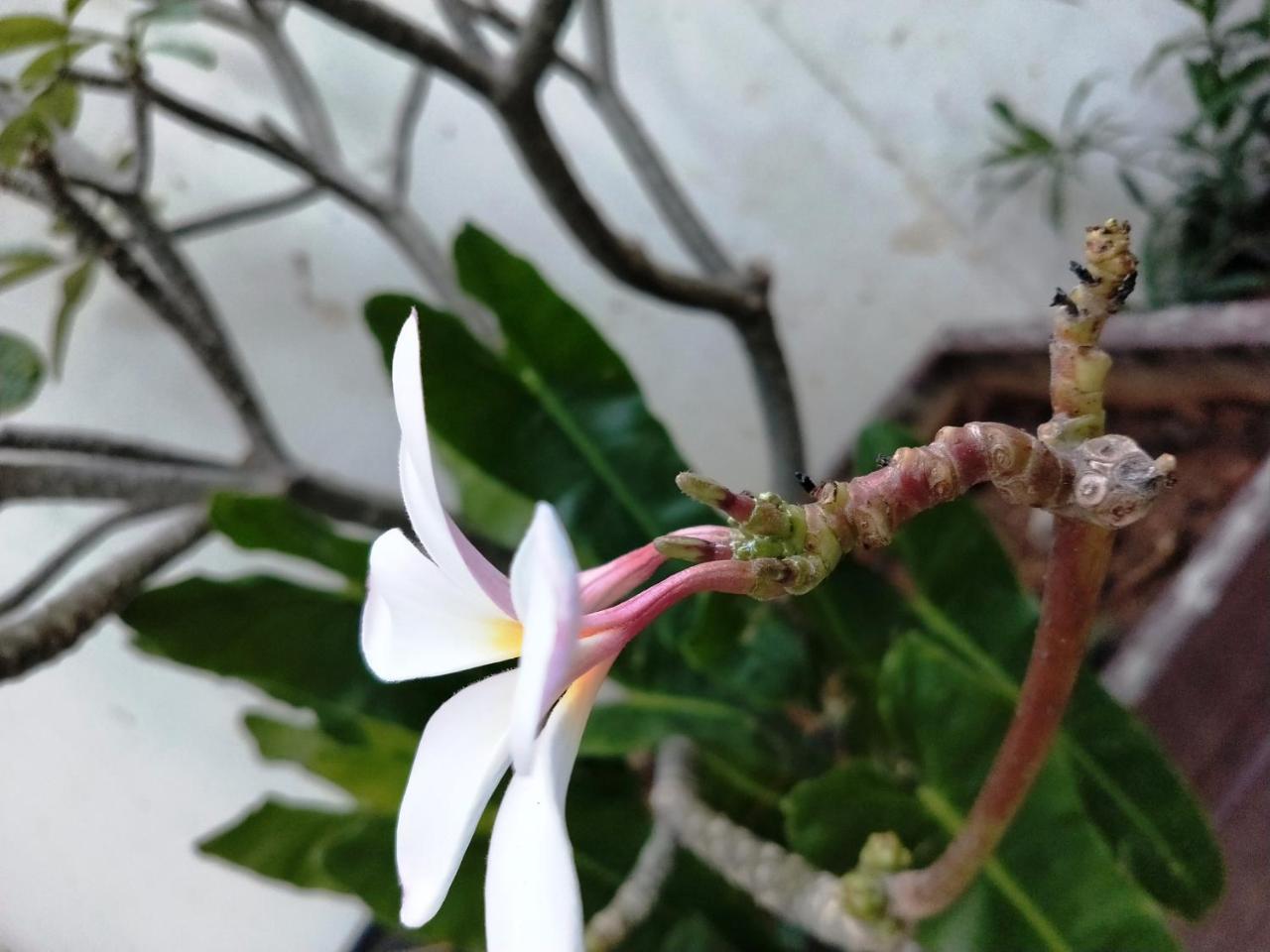 钦奈Pebbles公寓 外观 照片